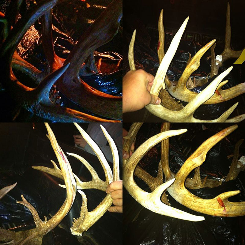 SOO Shed Antler candid photos