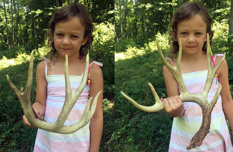 Shed Deer Antlers from Southern Ohio Outfitters